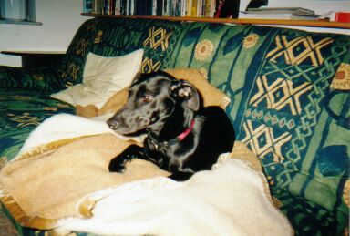 Nelli