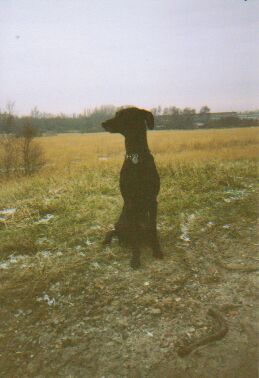 Nelli