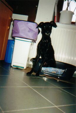 Nelli