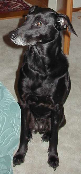 Nelli