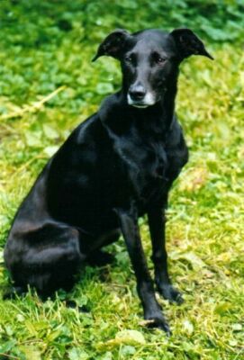 Nelli